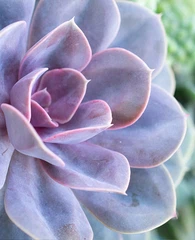 Fht Dft Hydroponics Cog System Rau Cov Zaub Zaub