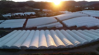 Venlo iav Greenhouse